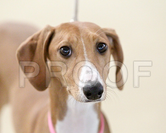 PupBIS Sun-3956LR