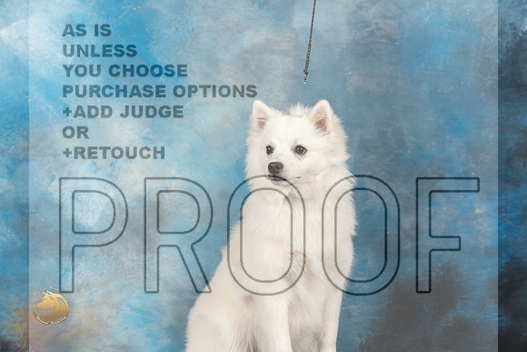 American Eskimo Dog #8 Sun BOW Judge Molly Martin-MMJ_1581-HOUSTON21-HR3