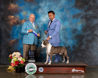 American Stafforshire Terrier #11 Sun BOW NCH major Judge Dennis Mccoy