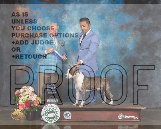American Stafforshire Terrier #11 Sun BOW NCH major Judge Dennis Mccoy-MMJ_1710-HOUSTON21-HR3