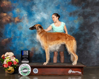 Borzoi #33 Sun 12to18 1st Judge Molly Martin