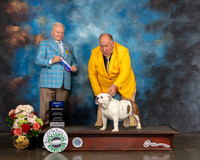 Bulldog #14 Sat BOW Judge Dennis Mccoy