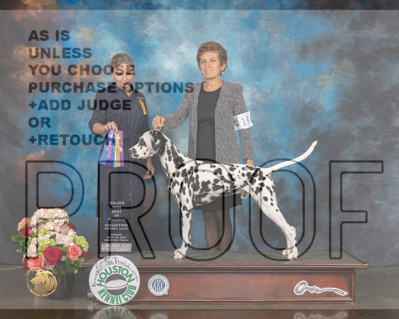Dalmatian #19 Sun BOW BOB NCH Major Judge Evalyn Gregory-MMJ_1688-HOUSTON21-HR3