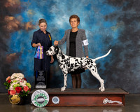Dalmatian #19 Sun BOW BOB NCH Major Judge Evalyn Gregory