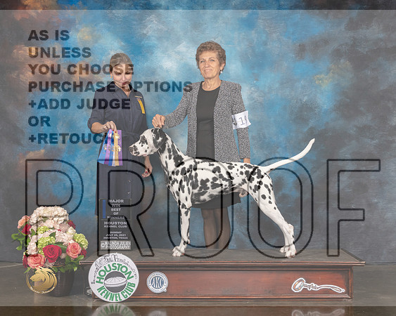 Dalmatian #19 Sun BOW BOB NCH Major Judge Evalyn Gregory-MMJ_1686-HOUSTON21-HR3