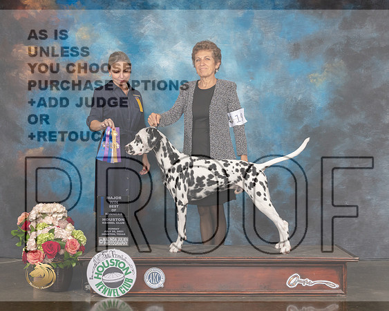 Dalmatian #19 Sun BOW BOB NCH Major Judge Evalyn Gregory-MMJ_1690-HOUSTON21-HR3