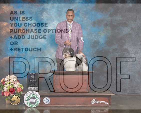 Havanese #25 Sun WD BW Major Judge Sharon Newcomb-MMJ_1671-HOUSTON21-HR3