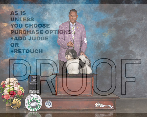 Havanese #25 Sun WD BW Major Judge Sharon Newcomb-MMJ_1676-HOUSTON21-HR3