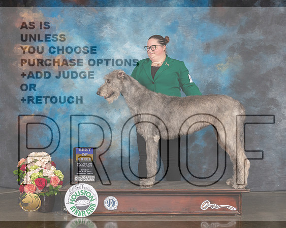 Irish Wolfhound #6 Sun BOB BOBOH Judge Molly Martin-MMJ_1575-HOUSTON21-HR3