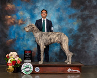 Irish Wolfhound #9 Sun BOS Judge Molly Martin