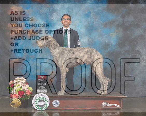 Irish Wolfhound #9 Sun BOS Judge Molly Martin-MMJ_1560-HOUSTON21-HR3