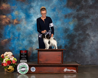 Papillon #8 Sun BOB Judge Evalyn Gregory
