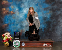 Scottish Terrier #28 Sun WB Major Judge Steve Keating