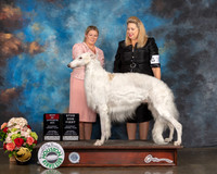 Borzoi #37 Sat BOS Judge Shirley McFaddon
