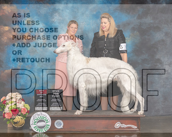 Borzoi #37 Sat BOS Judge Shirley McFaddon-MMJ_1758-HOUSTON21-HR3