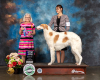 Borzoi #9 Sun WD Major Judge Molly Martin