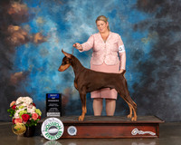 Doberman #27 Sun WD BOW Judge David Haddock