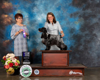 English Cocker Spaniel #10 Sun WB Major Judge Debbie Melgreen