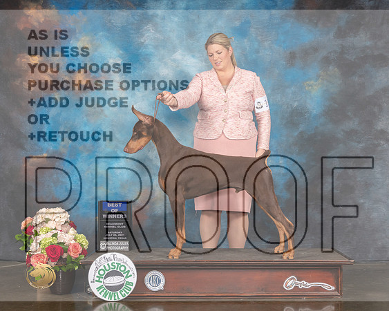Doberman #27 Sun WD BOW Judge David Haddock-MMJ_1825-HOUSTON21-HR3
