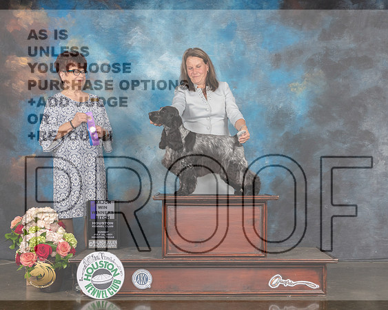 English Cocker Spaniel #10 Sun WB Major Judge Debbie Melgreen-MMJ_1855-HOUSTON21-HR3
