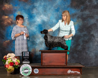 English Cocker Spaniel #26 Sun NCH Select Judge Debbie Melgreen