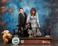 English Cocker Spaniel #7 #10 Judge Debbie Melgreen