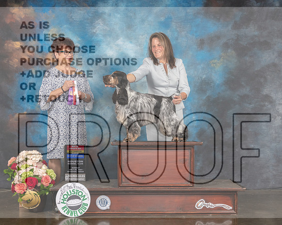 English Cocker Spaniel #7 Sun WD BOW BOS NCH Major Judge Debbie Melgreen-MMJ_1847-HOUSTON21-HR3