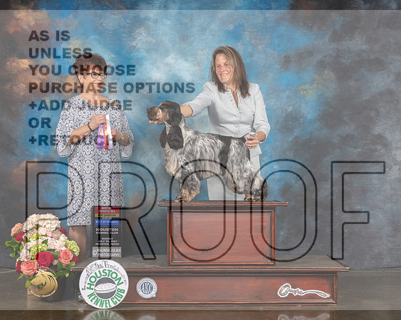 English Cocker Spaniel #7 Sun WD BOW BOS NCH Major Judge Debbie Melgreen-MMJ_1846-HOUSTON21-HR3