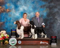 English Spinger Spaniel #9 #14 Sat BOB BOS