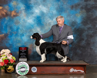 English Springer Spaniel #14 Sat BOS