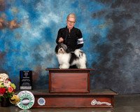 Havanese #16 Sun WB BOW Major Judge Randy Garren