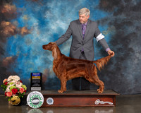 Irish Setter #10 Sun BOB