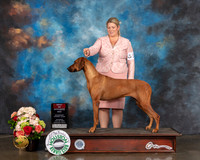 Rhodesian Ridgeback #8 Sat BOS Judge Raymond Filburn
