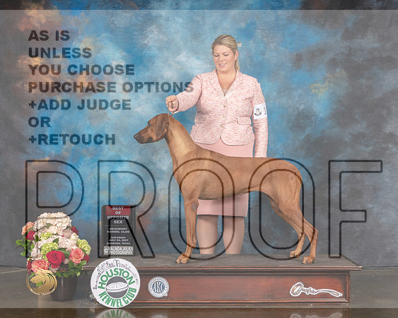 Rhodesian Ridgeback #8 Sat BOS Judge Raymond Filburn-MMJ_1827-HOUSTON21-HR3