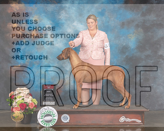 Rhodesian Ridgeback #8 Sat BOS Judge Raymond Filburn-MMJ_1830-HOUSTON21-HR3
