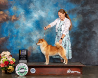 Shiba Inu #7 Sat BOB NGCH Major Judge Raymond Filburn
