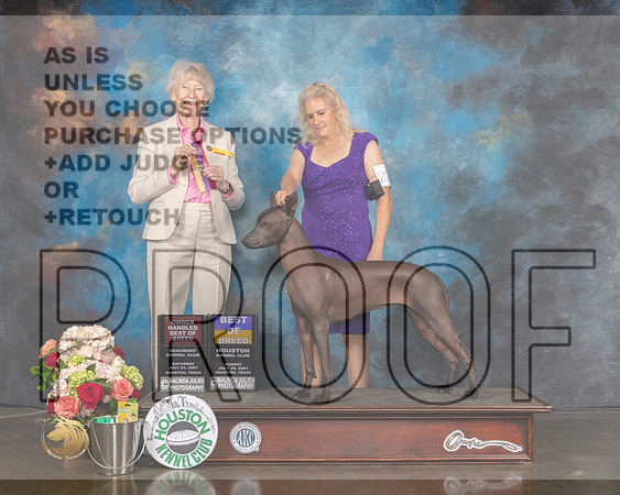 Xoloitzcuintli #22 Sun BOB OH Judge Sharon Newcomb-MMJ_1734-HOUSTON21-HR3