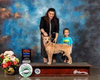 Australian Cattle Dog #8 Sun WB BOS BOW NCH Judge Sherry Webster