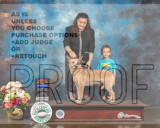 Australian Cattle Dog #8 Sun WB BOS BOW NCH Judge Sherry Webster-MMJ_1876-HOUSTON21-HR3