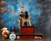 Border Terrier #5 Thurs G1 Judge Peggy Beisel