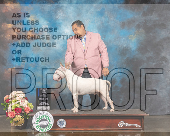 Bull Terrier #7 WD BOW Major Judge Dennis Mccoy-MMJ_1895-HOUSTON21-HR3