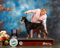 Doberman Pinscher #14 Saturday WB Judge David Haddock