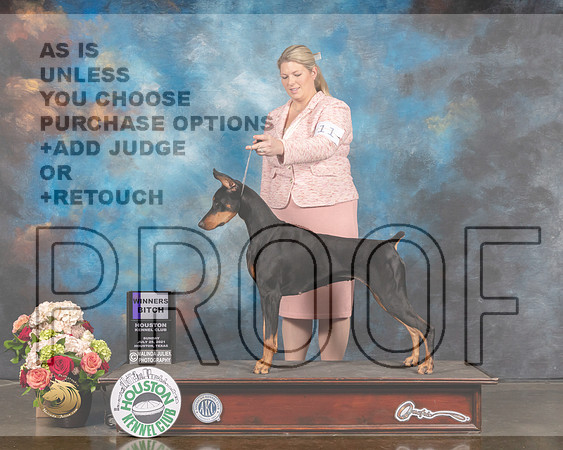 Doberman Pinscher #14 Saturday WB Judge David Haddock-MMJ_1887-HOUSTON21-HR3
