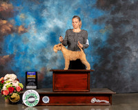 Lakeland Terrier #6 Thurs BOB Judge Peggy Beisel Sat OHG1 Judge Sharon Newcomb