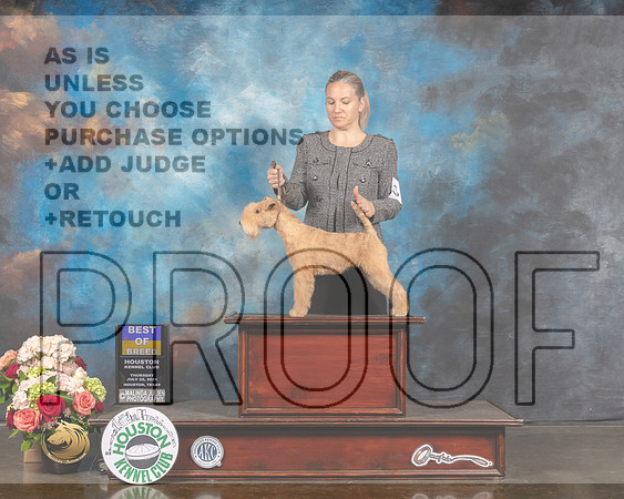 Lakeland Terrier #6 Thurs BOB Judge Peggy Beisel Sat OHG1 Judge Sharon Newcomb-MMJ_1908-HOUSTON21-HR3
