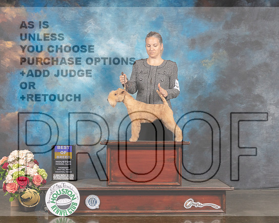 Lakeland Terrier #6 Thurs BOB Judge Peggy Beisel Sat OHG1 Judge Sharon Newcomb-MMJ_1909-HOUSTON21-HR3