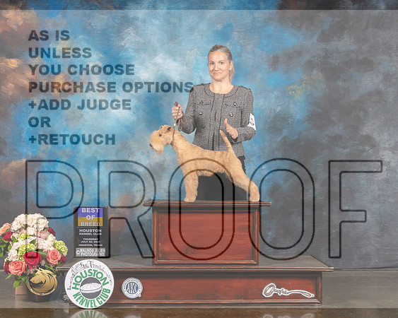 Lakeland Terrier #6 Thurs BOB Judge Peggy Beisel Sat OHG1 Judge Sharon Newcomb-MMJ_1910-HOUSTON21-HR3