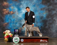 Standard Schnauzer #10 Sun WB Major Judge Steve Keating