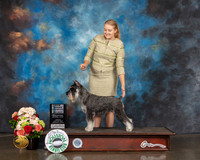 Standard Schnauzer #8 Sun SB NCH Judge Steve Keating