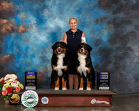 Bernese Mountain Dog #8 #6 Sun BOB WB Judge David Haddock